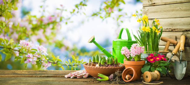 istock Gardening tools and spring flowers on the terrace 921023524