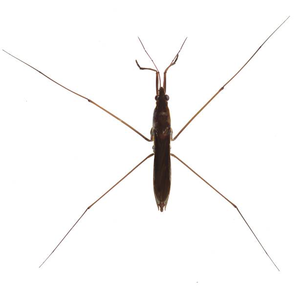 Water strider stock photo