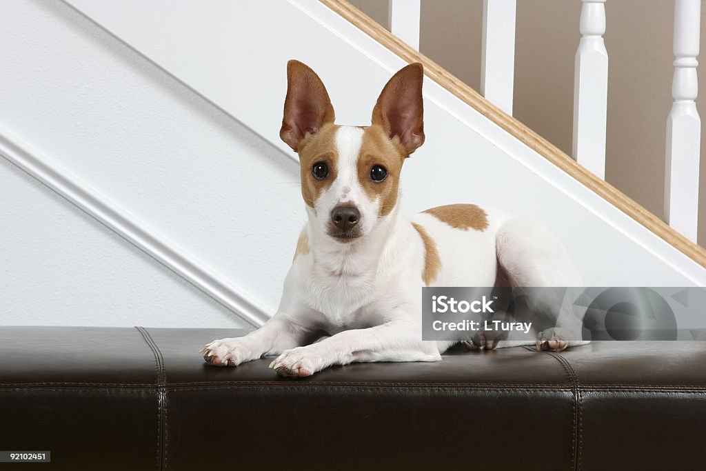 Esperar pacientemente - Foto de stock de Rat Terrier libre de derechos