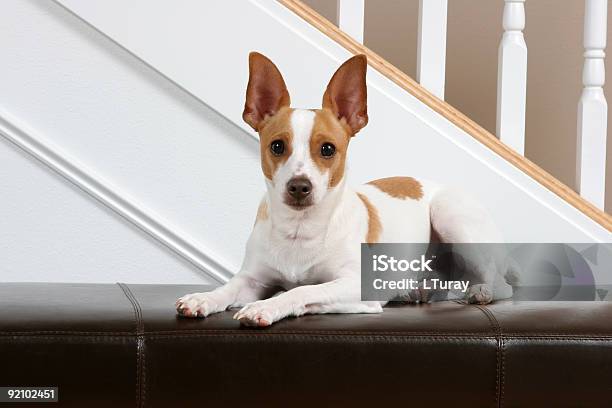 Esperar Pacientemente Foto de stock y más banco de imágenes de Rat Terrier - Rat Terrier, Vida doméstica, Cachorro - Perro