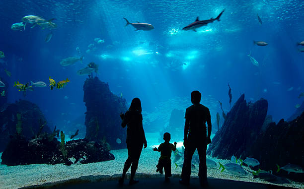 Family watching an underwater tank with corals and fish stock photo