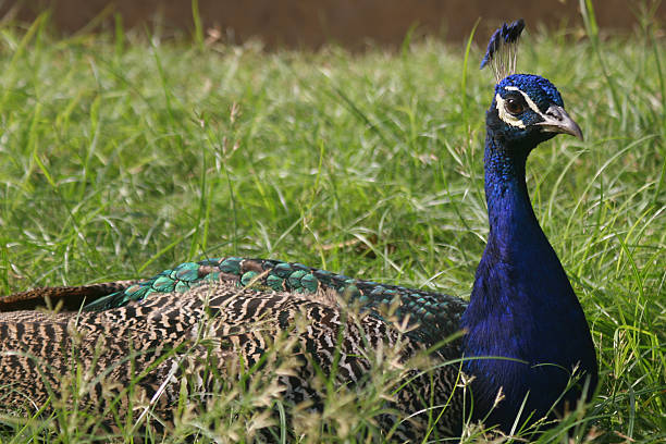 peacock portrait stock photo