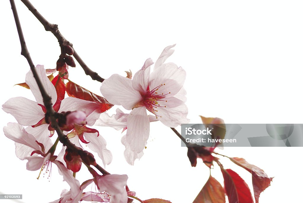 Sakura - Foto de stock de Beleza natural - Natureza royalty-free