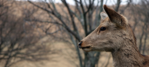 A japanese Sika deer in profile against a wintry scene