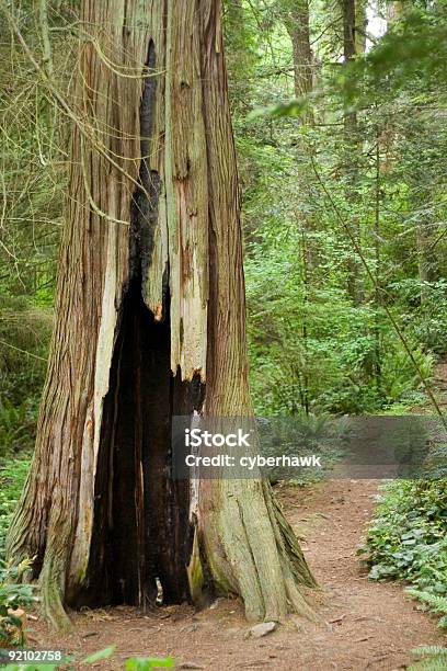 Verbrannten Baum Stockfoto und mehr Bilder von Baum - Baum, Farbbild, Fotografie