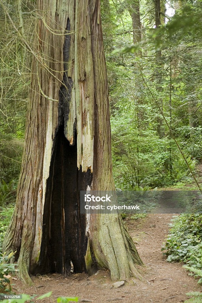 たツリー - カラー画像のロイヤリティフリーストックフォト