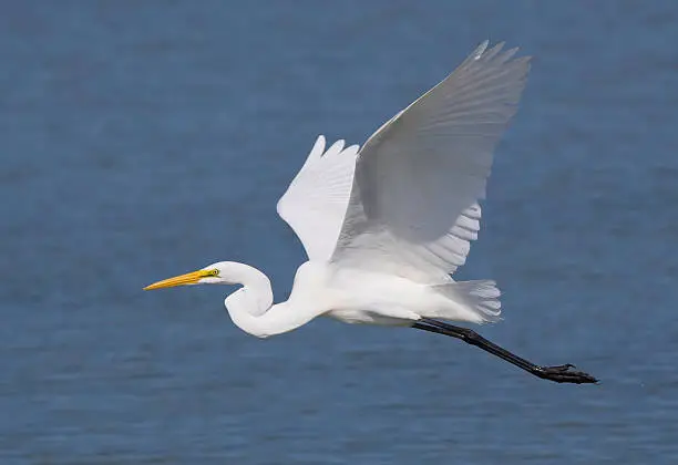 A Great Egrt in breeding plumage flying over the water.