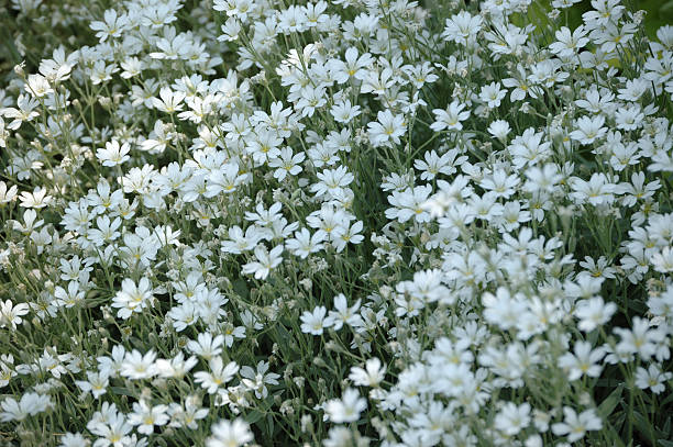 Whiteflowers in sun light stock photo