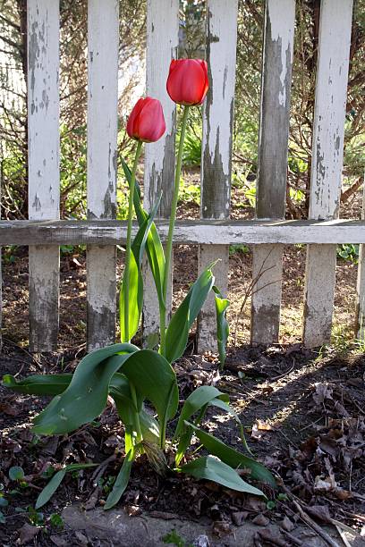 Two Tulips stock photo