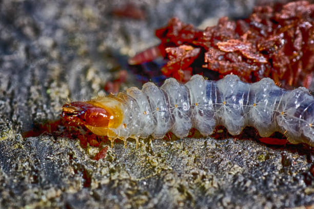 istock In the larval stage beetles spend the main part 921029350