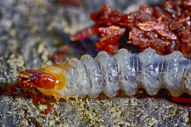 istock In the larval stage beetles spend the main part 921029638