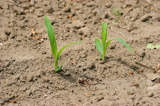 istock New life from wasteland 92103098