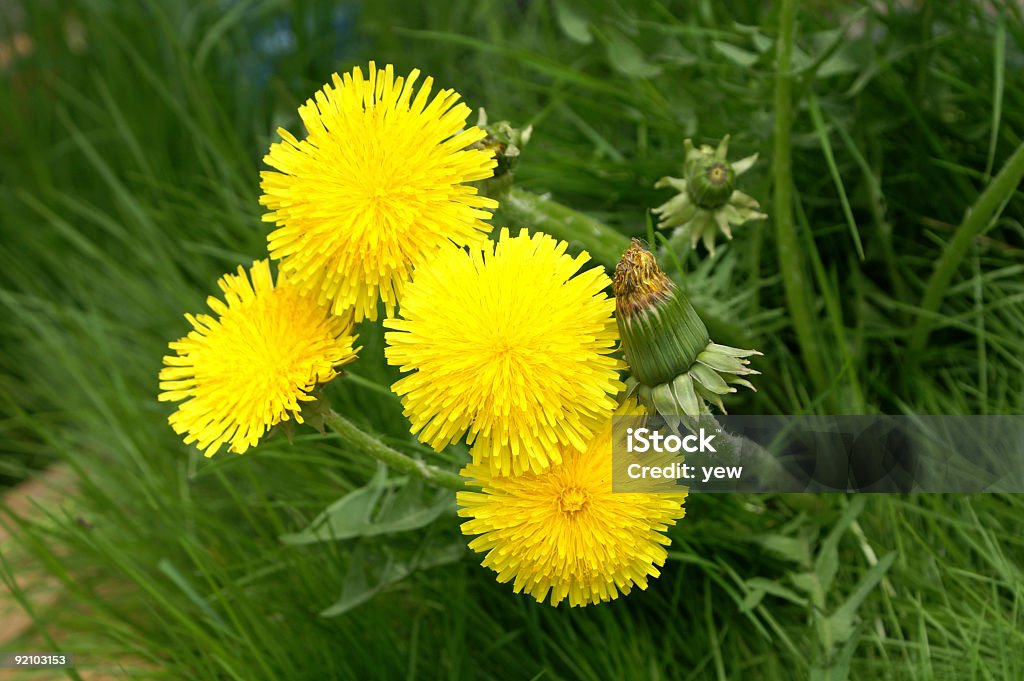 Dandelions  Color Image Stock Photo