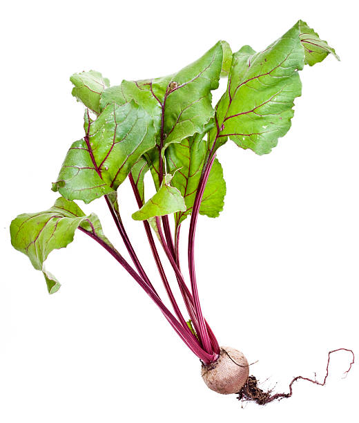 barbabietola - beet common beet isolated sugar beet foto e immagini stock