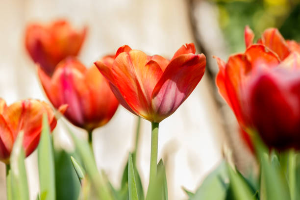 istock Beautiful tulips in tulip field with bouquet  background 921032218