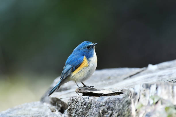 istock Stump of Tarsiger cyanurus 921032848