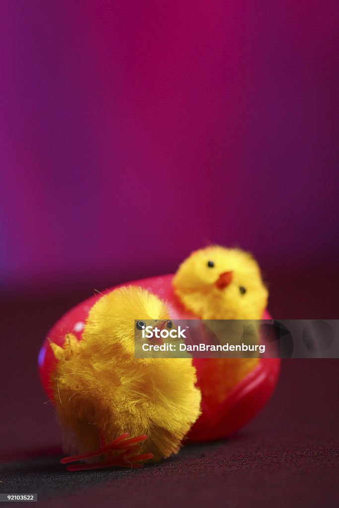 Ostern Küken - Lizenzfrei Dekoration Stock-Foto