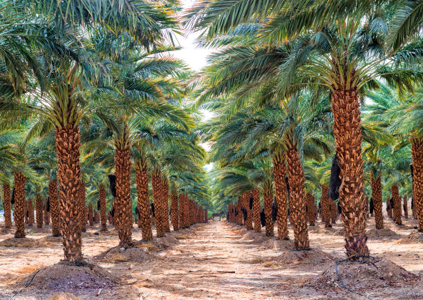 istock Plantation of date palms 921035468