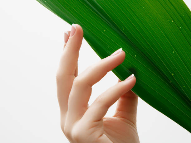 istock Beauty care. Delicate hands with manicure holding a leaf close up isolated on white background. Beautiful nails close-up, great idea for the advertising of cosmetics 921035802