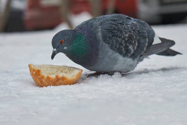 Pigeon eating a piece of bread lying on the snow in winter