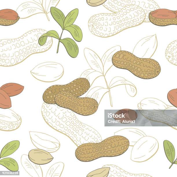 Continuous Peanut Pattern Peanut Graphic Color Sketch Seamless Pattern Illustration Vector Stock ...