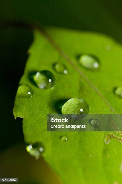 Esferas De Água - Fotografias de stock e mais imagens de Ao Ar Livre - Ao Ar Livre, Beleza natural, Botânica - Ciência de plantas