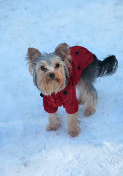 istock cute small dog on snow 921036586