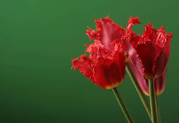 Photo of Tulips on green