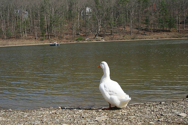 Duck 1 stock photo