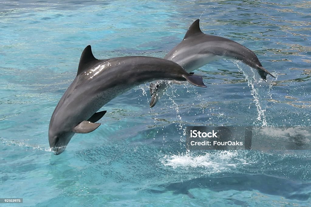 Jumping Delfinen - Lizenzfrei Aquatisches Lebewesen Stock-Foto
