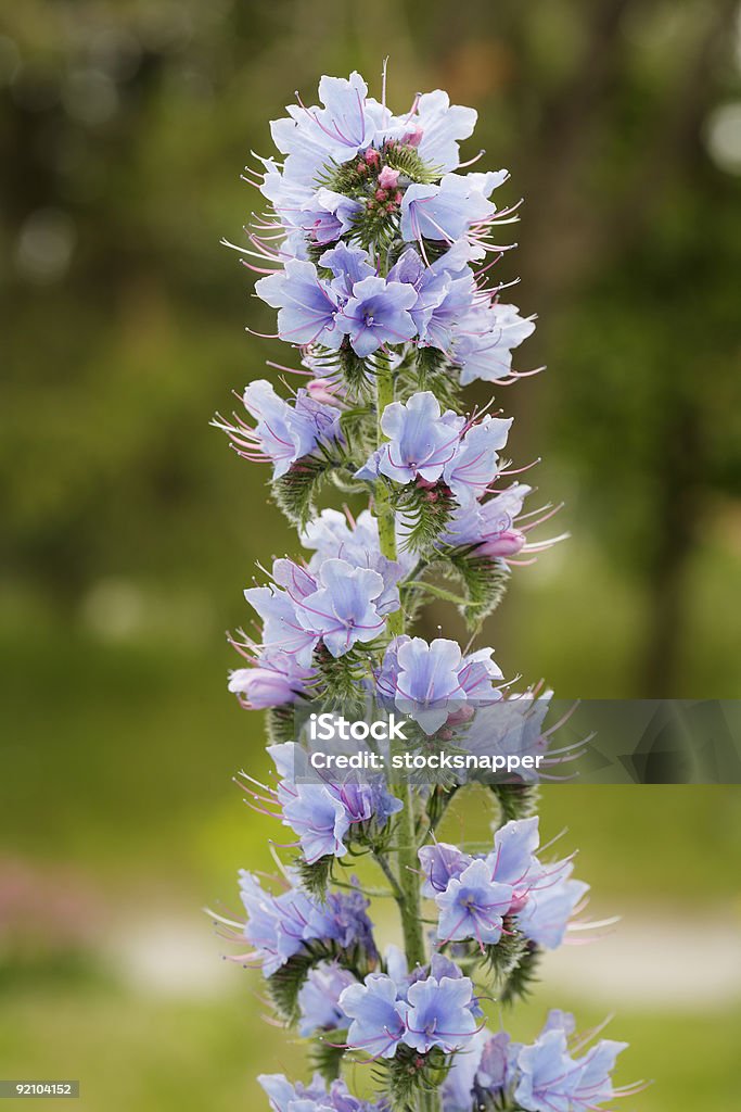 Viper's Bugloss  Blossom Stock Photo