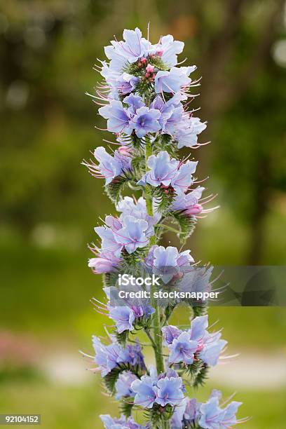 Vipers Bugloss Stock Photo - Download Image Now - Blossom, Color Image, Echium wildpretii