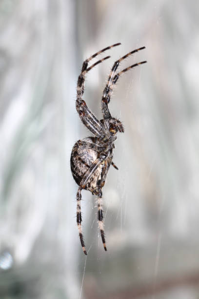 istock The spiders are a class of arthropods 921045234