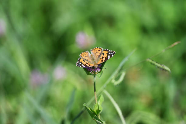 istock Tataha Butterfly on the Prairie 921046048