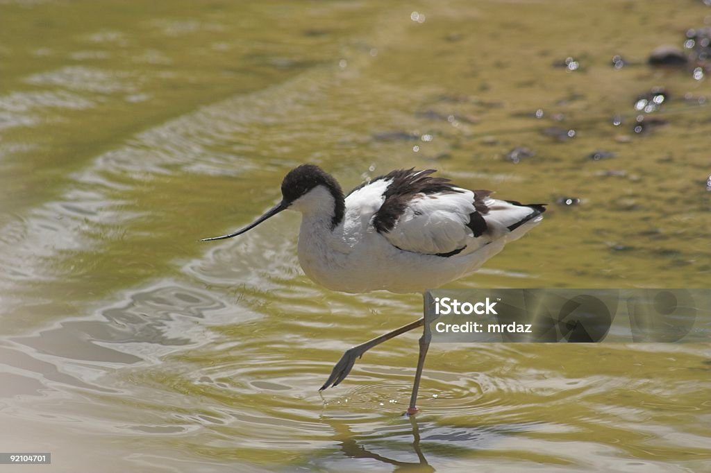 Avoceta - Foto de stock de Apartamento royalty-free