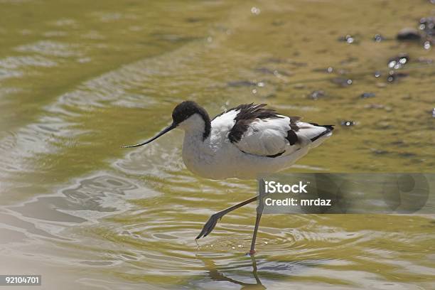 Foto de Avoceta e mais fotos de stock de Apartamento - Apartamento, Ave doméstica, Avoceta