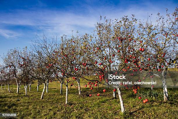 Красные Яблоки На Яблонях — стоковые фотографии и другие картинки Без людей - Без людей, В ряд, Ветвь - часть растения
