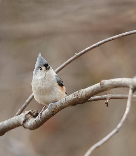 titmous'à - tufted tit photos et images de collection