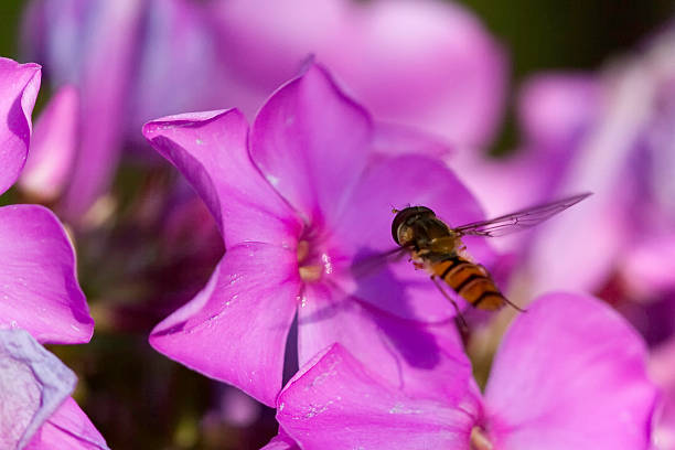 hoverfly stock photo