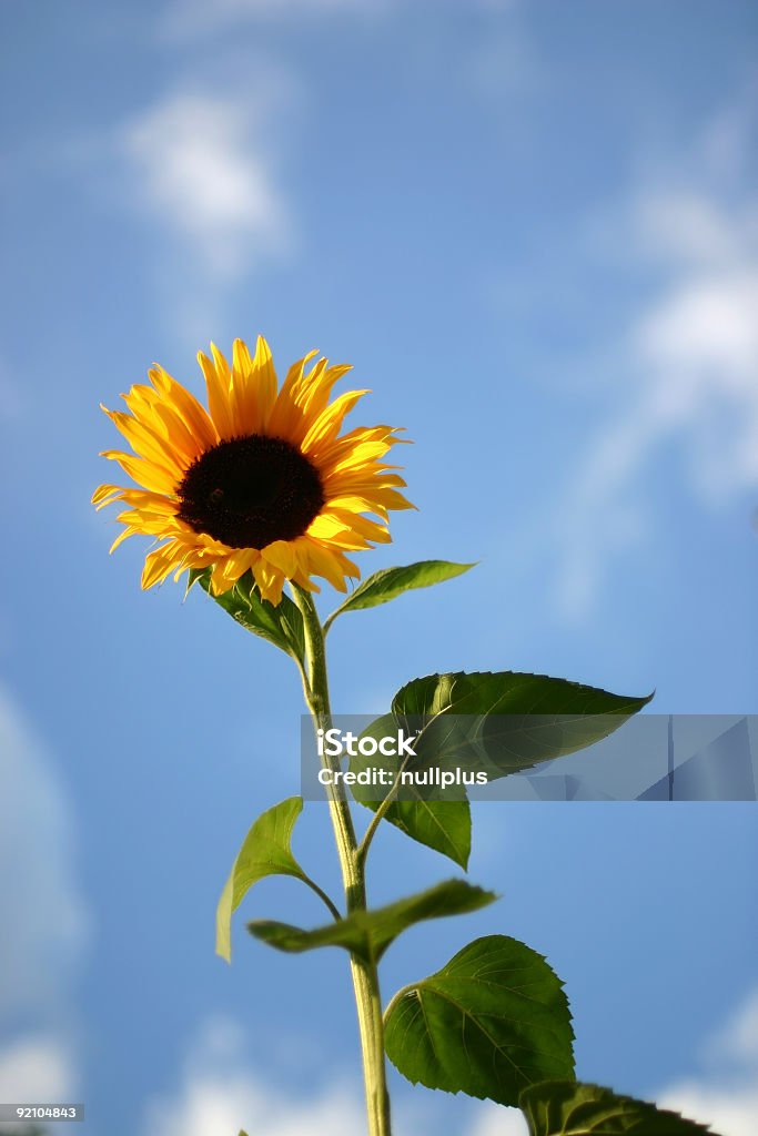 Tournesol - Photo de Bleu libre de droits