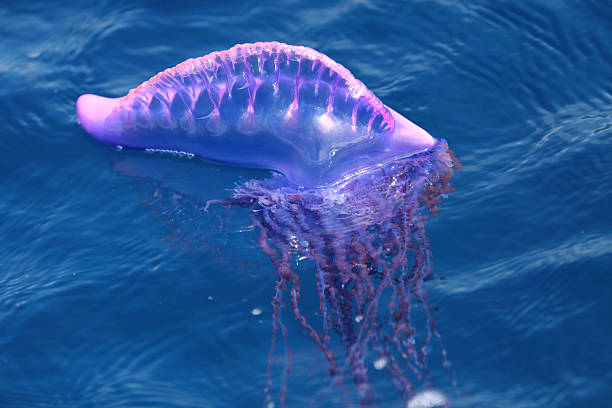 istock Purple 'man of war' Jellyfish 92105092