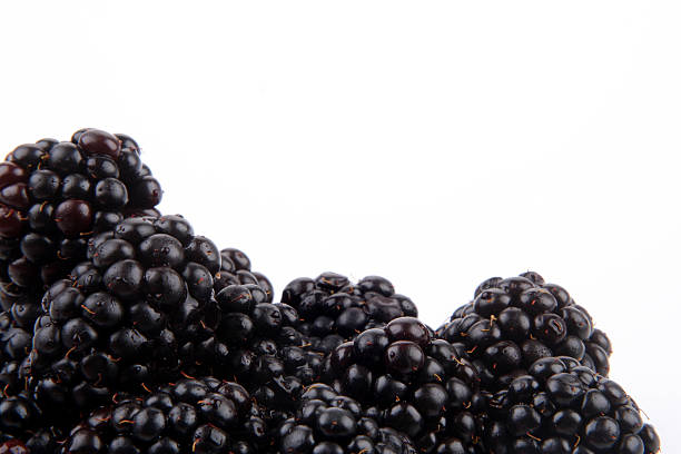 Blackberries on white background stock photo