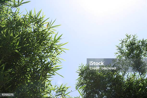 Bambú Foto de stock y más banco de imágenes de Aire libre - Aire libre, Japón, Moderno
