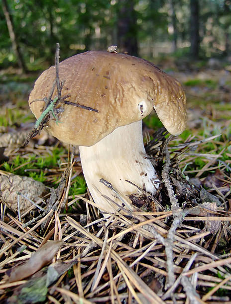 mushroom stock photo