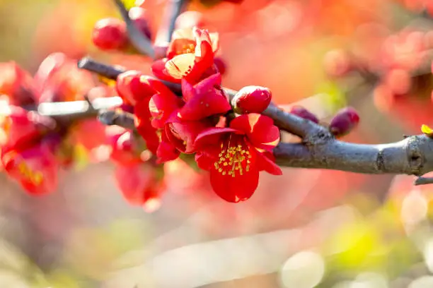 red flowers Chaenomeles japonica Japanese quince flower. Shallow depth of field