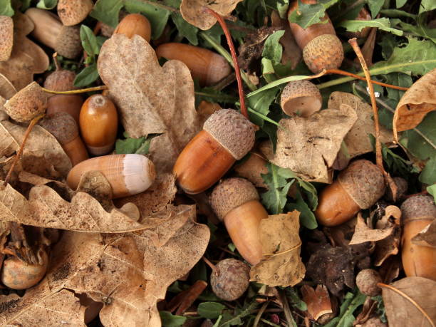 Oak acorns and leaves on the ground Oak acorns and leaves on the ground, taken in central Serbia acorn photos stock pictures, royalty-free photos & images