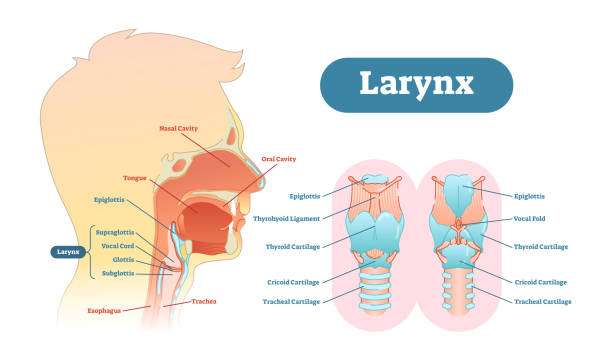 ilustraciones, imágenes clip art, dibujos animados e iconos de stock de laringe anatomía ilustración diagrama vectorial, plan médico educativo. - human trachea