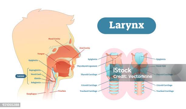 Vetores de Diagrama De Ilustração Do Vetor Anatômica Laringe Regime Médico Educacional e mais imagens de Laringe