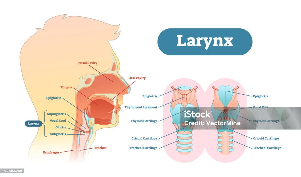 Larynx anatomical vector illustration diagram, educational medical scheme. Larynx anatomical vector illustration diagram, educational medical scheme with nasal cavity, larynx, trachea and esophagus. Larynx stock vector