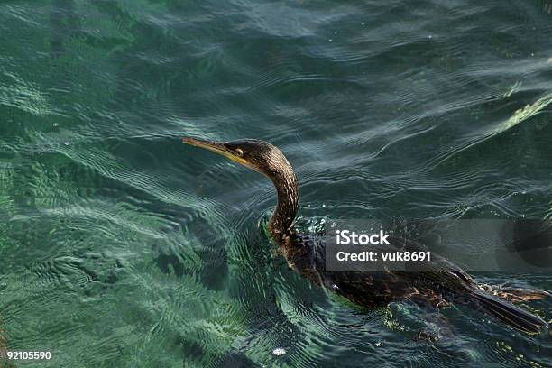 Photo libre de droit de Pochard banque d'images et plus d'images libres de droit de Animaux à l'état sauvage - Animaux à l'état sauvage, Bec, Cormoran